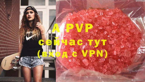 прущие грибы Елабуга